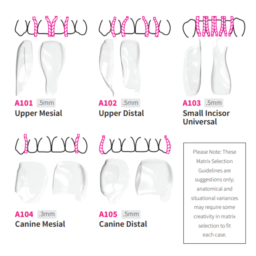 Bioclear Anterior Matrix - Clear Anatomical Sectional Matrices by ...